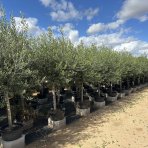 Olivovník európsky (Olea europaea) ´ARBEQUINA´ - výška 180-200 cm, obvod kmeňa 25/30 cm, kont. C45L (-12°C)
